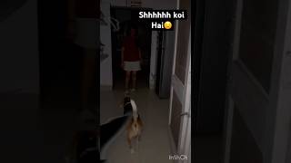 See what happens next😱short explore funny beagle viral video [upl. by Ahse]