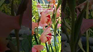 Gladiolus hybridトウショウブ唐菖蒲글라디올러스 나탈리 꽃말 quot정열적인 사랑quot オランダショウブ 꽃이름 花の名前 flower name [upl. by Zilada]