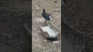 Water Bird Eating Local Paddy Beer Wastage in Assam [upl. by Jerold541]