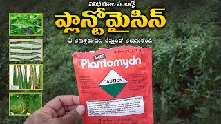 Plantomycin  Aries Agro Limited  Plantomycin Dose  Plantomycin Telugu  Plantomycin Use [upl. by Aneelehs229]