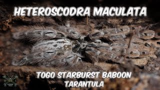 Heteroscodra Maculata  Togo starburst baboon TARANTULA [upl. by Edy]