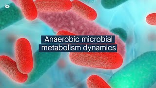 Deterministic factors control anaerobic microbial metabolism [upl. by Niattirb]