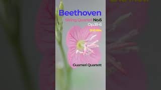 Beethoven String Quartet No6 Op186 2nd Mov  Guarneri Quartet [upl. by Yornoc]