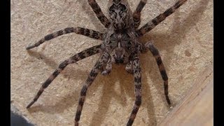 GIANT Wolf Spider [upl. by Anileva722]