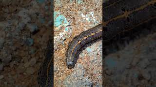 Striped armyworm  spodoptera ornithogalli animalia shorts ytshorts 😱 [upl. by Chaworth239]