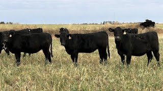 DP Cattle Co  810 November Grass Heifers  70 Head Didsbury AB [upl. by Richers]