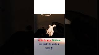 Water Reaction With Lithium 😮🔥 facts knowledge ytshorts science [upl. by Tenaj]