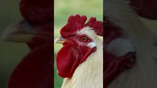 Le chant du coq qui va vous réveiller à coup sûr  🐓 CRI du coq  Rooster crowing 🔊 [upl. by Olegna]