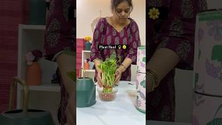 Ugaoo Plant Haul Part 1🌱  plants haul planthaul livingalonevlogs unboxing homedecor fyp [upl. by Alfreda411]