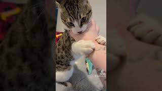 Cat eye nail￼s  1 Cat 0 cats fyp viral foryou cattok nailart cute kitty catsvideo viral [upl. by Enirehtahc]