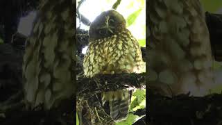 Cute New Zealand Owl the Morepork or Ruru birds nature birdsounds [upl. by Platon543]