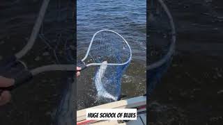 Giant Blue Fish on the Pamlico River [upl. by Lapham564]