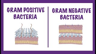 Gram Negative vs Gram Positive Bacteria  Gram Staining Mechanism [upl. by Ydurt]