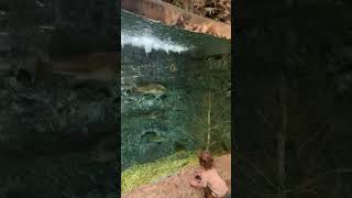 Bass Pro Shops Aquarium In Gainesville Florida [upl. by Onirefes758]