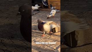 High flayer tabadapigeonlove pigeons kabutar share shortsfeed short trending viral [upl. by Leonid]