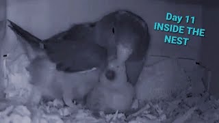 AMAZING FOOTAGE OF INSIDE A PARROTLET PARROT NEST [upl. by Zacks]