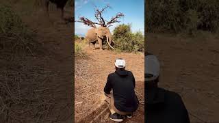 Documenting Elephant quotCraigquot  Africas Largest Tusks [upl. by Saltsman]