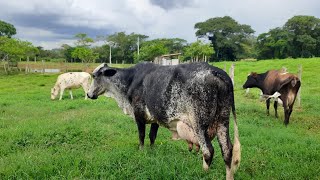 Preço de vacas de 30 litros de leite por dia em MG  Por aqui as vacas são baratas [upl. by Nais]