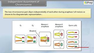 Independent Assortment of Chromosomes  Principles of Inheritance and Variation  Biology  Class 12 [upl. by Aicirtel]