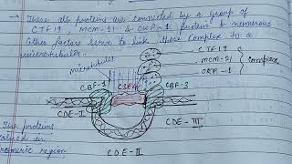 Organisation of Centromere amp Kinetochore telomerezoology zoologynotes [upl. by Dnomasor]