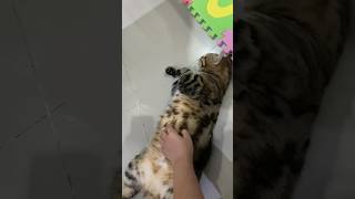 Nibbly Belly Rub 😻 Neko Cat Cats CatLover CatVideos AmericanShortHair [upl. by Kyd]