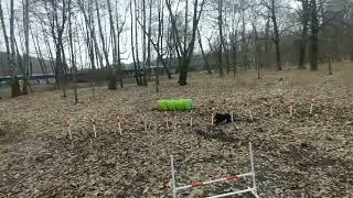 Some schipperkes remote control with barrier tunnel and weaves agility training [upl. by Abbot]