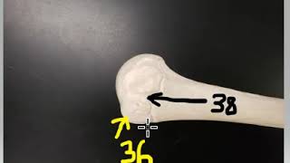 Bones mock practical A 36 and 38 [upl. by Trofmoc]