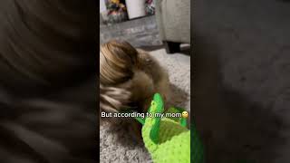 I’m just a BaBy🥹😅cutedog viralvideo [upl. by Mcgregor685]