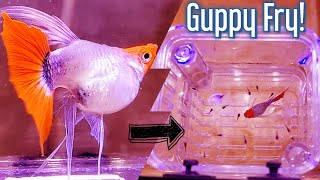 SHORTBODY KOI Guppy Gives Birth to baby Guppies after Recovery from Operation [upl. by Vandyke]