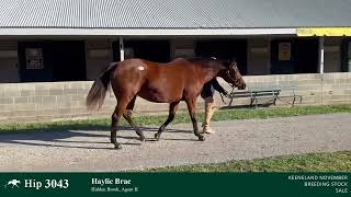 Hip 3043  Haylie Brae  Broodmare by Bernardini IF to Vino Rosso [upl. by Golub]