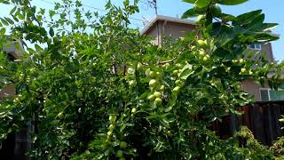 The Jujube Fruit Tree Ziziphus jujuba [upl. by Celina]