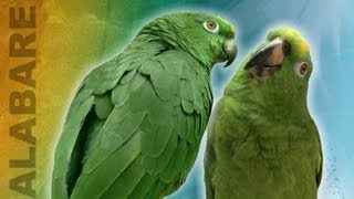 Amazing Viral Singing parrots  Truly remarkable they way they sing as a duo [upl. by Irrehc906]