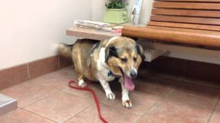 My dog hyperventilating while at the vets office [upl. by Ainotahs]