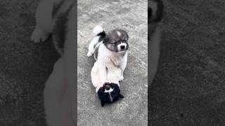 Cute puppy Fighting 🙀😄 dog minipets cute puppy cutepet cuteanimal [upl. by Prudy737]