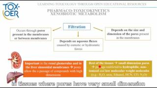 5 Passive transport filtration [upl. by Aleyak]