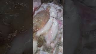 lemon sole fishfishery fish seafood food [upl. by Mathi]