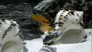 Lamprologus Ocellatus Gold [upl. by Aineg]