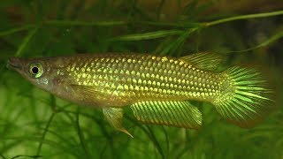 Golden Wonder Killifish Jumping Out Of The Water To Catch Crickets [upl. by Fallon259]