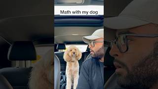 Mini Cockapoo Thinks About Math Question Before Answering 😳 [upl. by Sitto461]