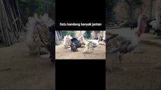 Ayam kalkun jantan berkumpul dalam satu kandang [upl. by Atinor]