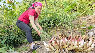 Harvesting Ginger to sell at the market Cook Steamed Pigs Feet with Beans  Pet Care [upl. by Shanda]