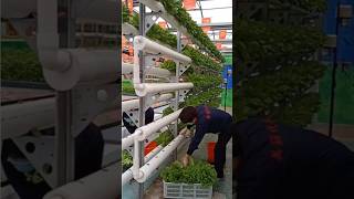 Hydroponic farming at home with plastic pipes  hydroponic gardening at home [upl. by Eeldarb]