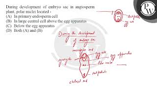 During development of embryo sac in angiosperm plant polar nuclei located [upl. by Anahsak240]