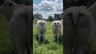 Trabajando por el mejoramiento del brahman ganaderos genetica brahman animales campo [upl. by Trey]