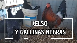 Kelso con gallinas negras para esta temporada [upl. by Curkell]