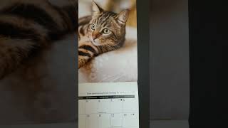 Watching the World Go By  Cat Calendar  Tuesday July 16 2024 [upl. by Yllus]