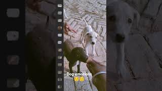 Dog feelings ☺☺viralvideo trending trendingshorts trend dog dogfeelings dogs [upl. by Ciryl]