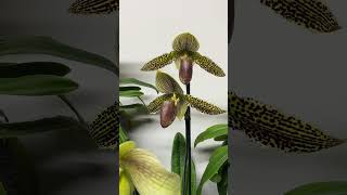 paphiopedilum blooming in October [upl. by Karil682]