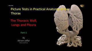 Picture Tests in Anatomy  Thorax  Wall and Lung 1 [upl. by Okemak]