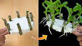 Revealing how to propagate orchids with water is easy anyone can do it [upl. by Alfie]